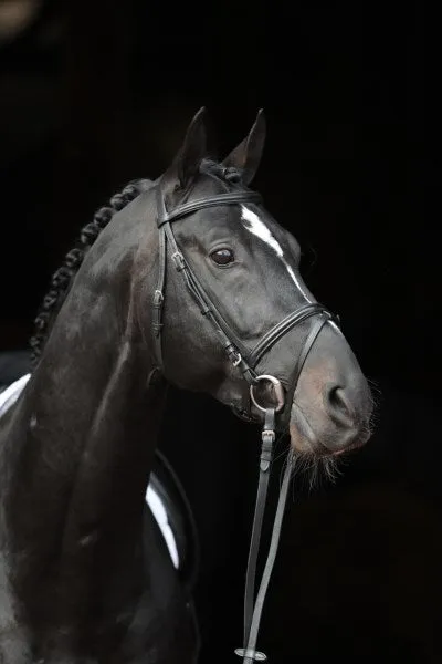 Beikircher Grünland Briglia Inglese Snaffle nera Shetty con redini