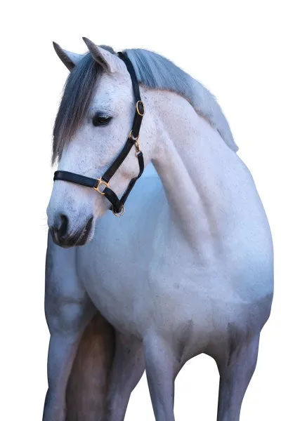 Beikircher Grünland Eco Halter Cavezza Pelle Nero 2 Cob