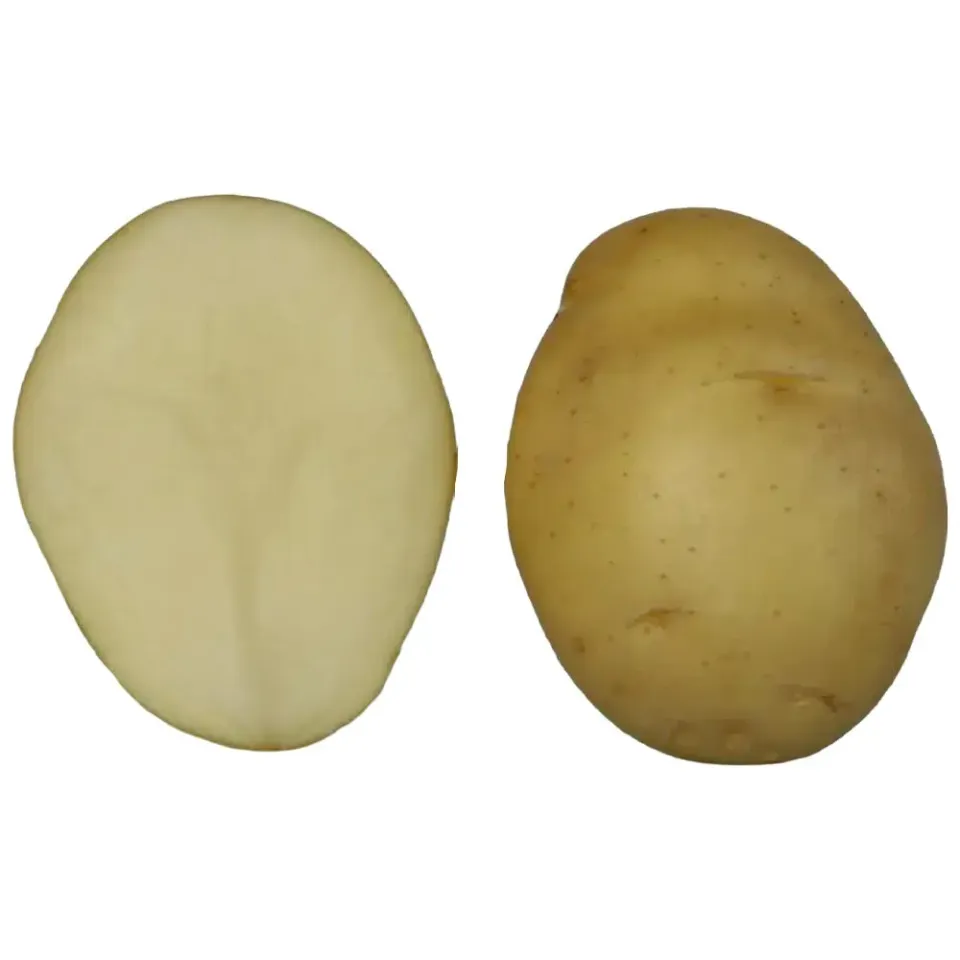 Patate da semina Mondial pastose sacco 25 kg
